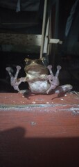 A curious tree frog seen from a low-angle perspective, clinging to a wooden ledge at night, showing its underbelly and sticky toe pads.