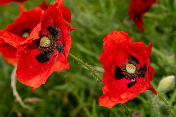 Macro View of Blooming Red Poppies with Central Seed Capsules – Detailed Wildflowers in Summer...