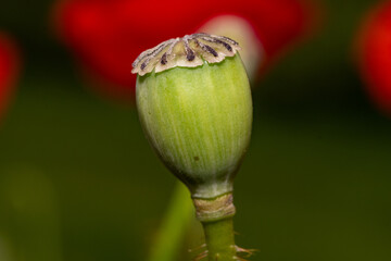Macro Shot of Poppy Seed Capsule (Papaver rhoeas) After Flowering – Detailed Close-Up of Fruit...