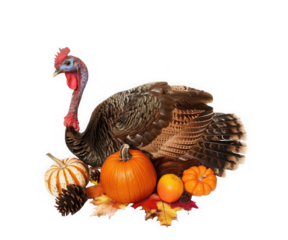 Thanksgiving turkey with pumpkins and autumn leaves isolated on transparent background