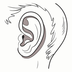 Stylized human ear with hair detail anatomy hearing