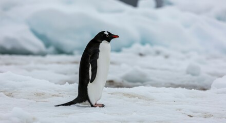 Fototapeta premium Antarctic penguin standing on ice