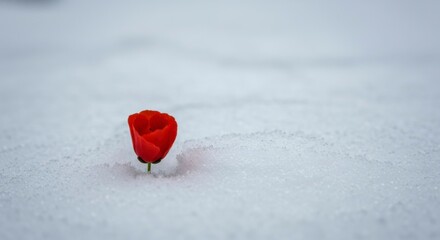 Fototapeta premium Single red flower in snow