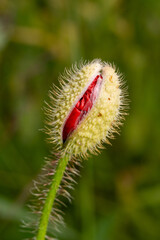 Birth of a Blossom – Poppy Flower Just Beginning to Open with Red Petal Peeking Through Hairy Green Pod