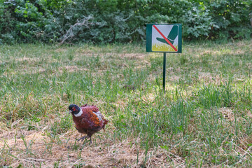 Pheasant Walking Near No-Step Grass Sign Humorous Scene