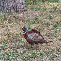 Portrait of a Fluffed-Up Pheasant in Natural Habitat