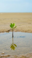 International Day for Mangrove Conservation Editorial A minimalist shot of a single mangrove seedling in the reflection of standing water