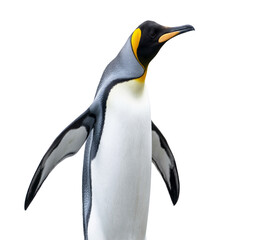 Fototapeta premium penguin isolated on a transparent background.