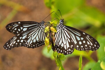 Glassy Tigers in Yala National Park, Sri Lanka