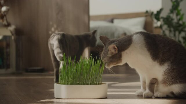 Two Cats with Grass in Sunlit Room