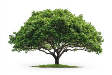 Front view of fig tree isoleted on white background