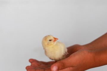Cute Baby Chick in Child's Hands