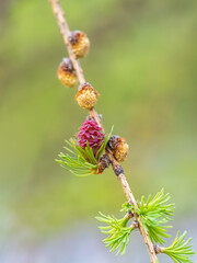 Larch tree fresh pink cones blossom at spring on nature background
