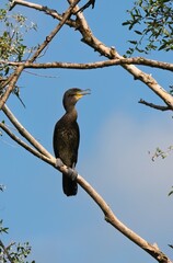yellow billed hornbill © Karol