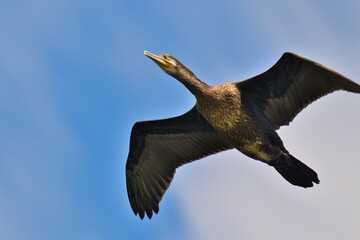 bird in flight