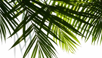 palm leaves isolated on white