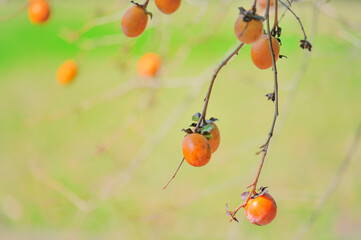 秋の味覚・柿の実り