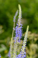 Veronica longifolia Bloom – Wildflower Close-Up with Soft Background, Detailed Lavender Spire of...