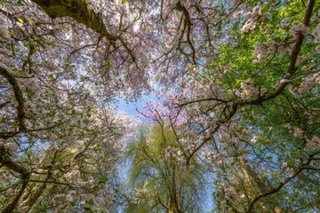 Obraz premium Serene View of Blossoming Trees Under Clear Blue Sky in Spring
