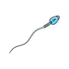 Human sperm cell vector illustration, human sperm anatomy, simple illustration, suitable for icons, logos, or your design element needs