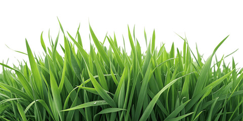 Fresh green grass isolated on transparent background