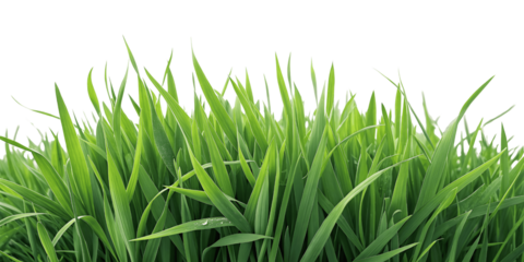Fresh green grass isolated on transparent background