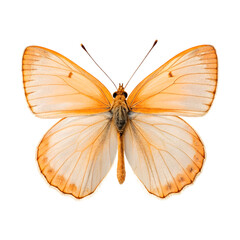 Orange and yellow butterfly isolated on transparent background