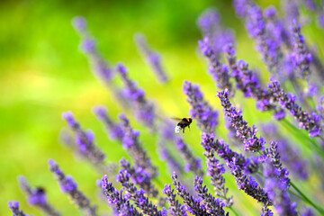 Close-up of purple blossoms of lavender plant with bumblebee at garden on a sunny summer morning at...