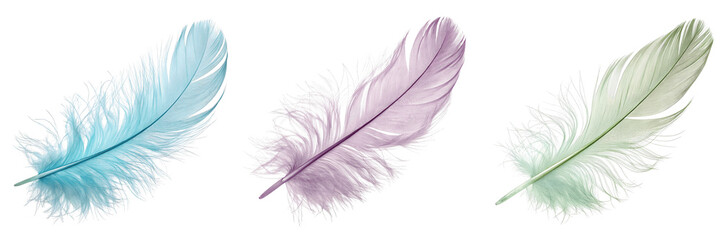 Set For colorful feathers isolated on transparent background