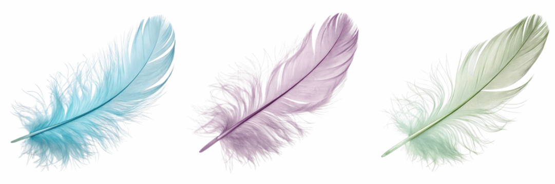 Set For colorful feathers isolated on transparent background