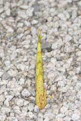 圓光寺のタケノコ