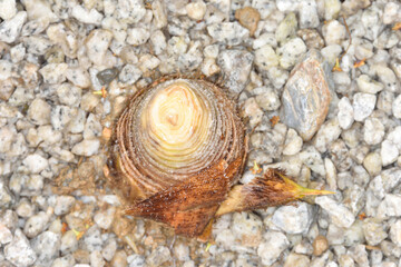 圓光寺のタケノコ