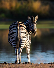 Early morning zebra at the waterhole.