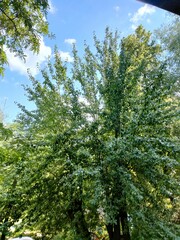 trees in the woods