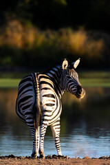 Early morning zebra at the waterhole.