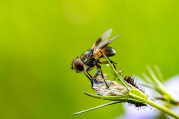 Macro Image of Parasitic Fly – Tachinid Perched on Wild Campanula Flower with Green Background