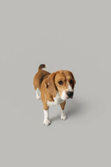 Cute Beagle dog on grey background