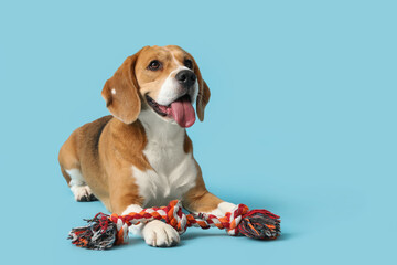 Cute Beagle dog in pet toy lying on blue background