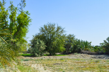 dates palm trees in the garden