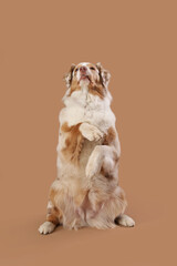 Cute fluffy Australian Shepherd dog on brown background