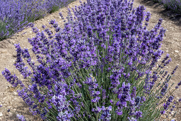 Close up of vibrant purple lavender flowers growing in field in summer. Tranquil nature scene for agriculture and relaxation.