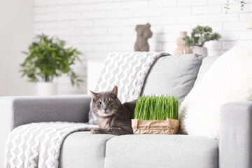 Cute grey cat with green grass lying on sofa in living room
