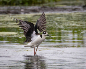 A single black-necked stilt standing in shallow water in a wetland with wings outstretched
