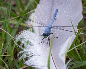 An eastern pond hawk dragonfly resting on a feather