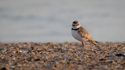 A Wilson's Plover standing on a coquina beach looking at the camera in Fort Matanzas National Monument