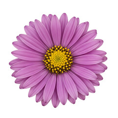 Obraz premium Close Up of a Vibrant Purple Daisy Flower Isolated on Transparent Background