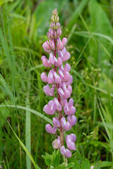 Delicate Pink Lupine Bloom – Lupinus polyphyllus Wildflower in Meadow Field. Pastel-Colored Pink...