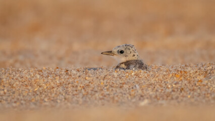 A least tern chick hidden in the sand at Fort Matanzas National Monument and showing only its head and upper back