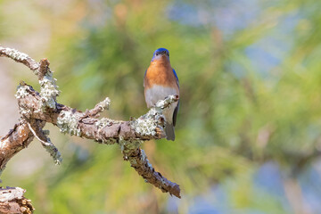 A male eastern bluebird perched on a lichen covered branch with a beautiful green and blue background in Fort Mose Historic State Park