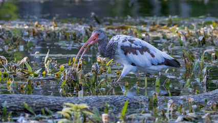 A juvenile white ibis with a crawfish in its bill as it walks through the shallow water at the edge of the Silver River